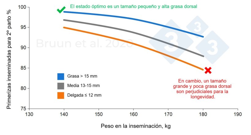 Relación entre el peso y el espesor de grasa dorsal de la primeriza en la primera cubrición y su vida productiva y longevidad. Bruun et al. (2020): Informe de ensayo n.º 1206, SEGES Innovation
